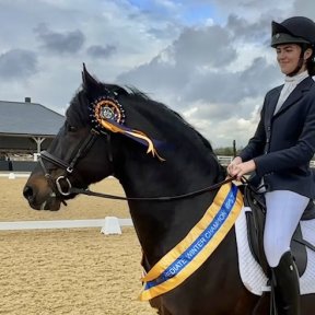 Stud Stallion - Fijal Jupiter Green Cottage Ambassador x Fijal Prelude
